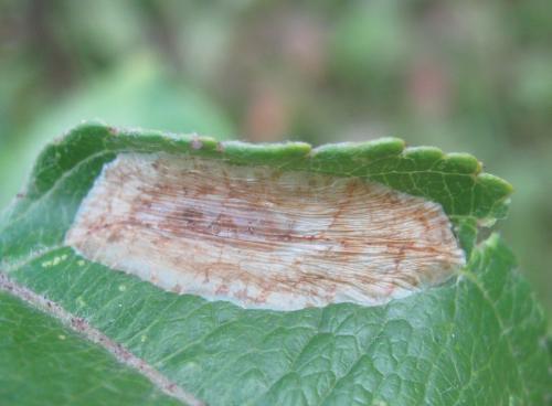 Callisto denticulella